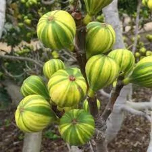 Tiger Fig Tree Plant - 2 Feet Tall - 6 Inch Pot - Fruit Tree