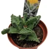 Tiger Jaws Plant Faucaria Tigrina - 3" Pot Succulent