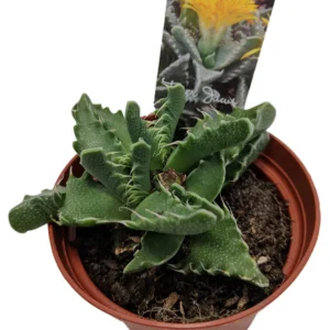 Tiger Jaws Plant Faucaria Tigrina - 3