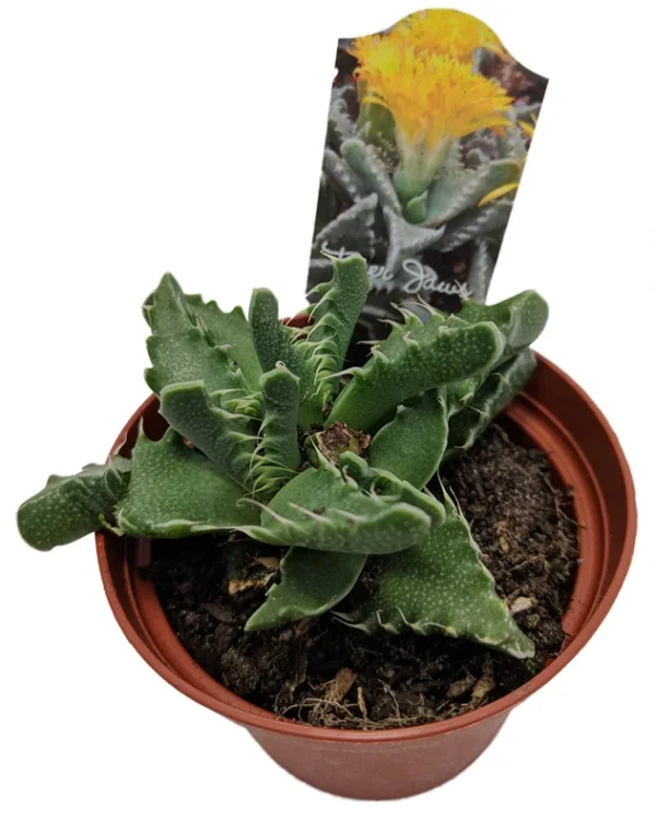 Tiger Jaws Plant Faucaria Tigrina - 3" Pot Succulent