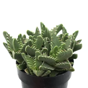 Tiger Jaws Plant Faucaria Tigrina - 3" Pot Succulent
