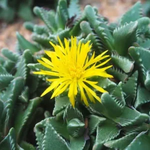 Tiger Jaws Plant Faucaria Tigrina - 3
