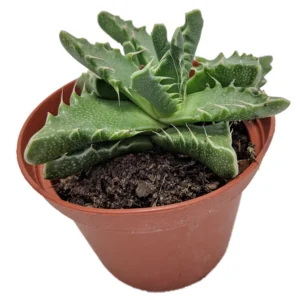 Tiger Jaws Plant Faucaria Tigrina - 3