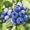 Top Hat Blueberry Plant Live - Sweet Blueberry Bush for Patio and Garden 4 to 6 Inch