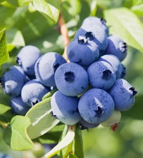 Top Hat Blueberry Plant Live - Sweet Blueberry Bush for Patio and Garden 4 to 6 Inch