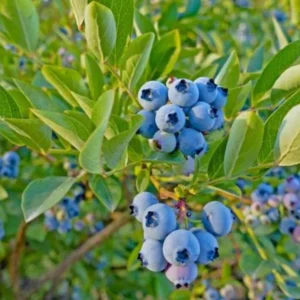 Top Hat Blueberry Plant Live - Sweet Blueberry Bush for Patio and Garden 4 to 6 Inch