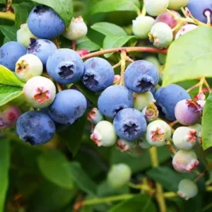 Top Hat Blueberry Plant Live - Sweet Blueberry Bush for Patio and Garden 4 to 6 Inch