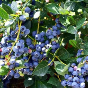 Top Hat Blueberry Plant Live - Sweet Blueberry Bush for Patio and Garden 4 to 6 Inch