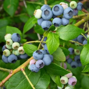 Top Hat Blueberry Plant Live - Sweet Blueberry Bush for Patio and Garden 4 to 6 Inch