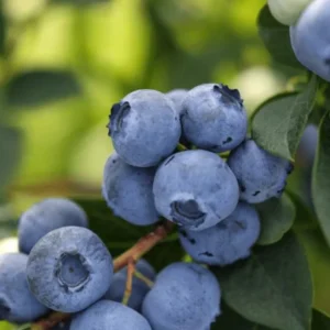 Top Hat Blueberry Plant Live - Sweet Blueberry Bush for Patio and Garden 4 to 6 Inch