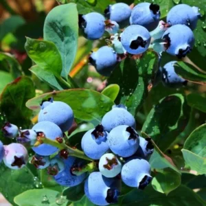 Top Hat Blueberry Plant Live - Sweet Blueberry Bush for Patio and Garden 4 to 6 Inch