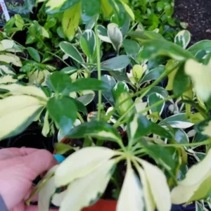 Trinette Variegated Schefflera Live Plant 10-12