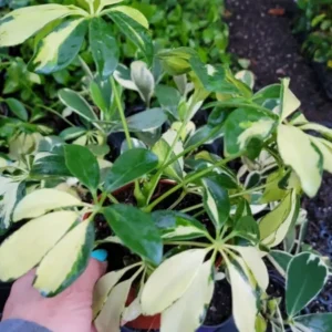 Trinette Variegated Schefflera Live Plant 10-12