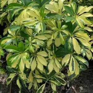 Trinette Variegated Schefflera Live Plant 10-12