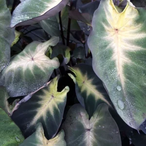 Tropical Storm Elephant Ear Live Plant - Colocasia esculenta - 10 Inches Tall - Green Foliage