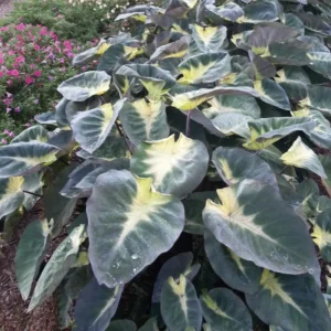 Tropical Storm Elephant Ear Live Plant - Colocasia esculenta - 10 Inches Tall - Green Foliage