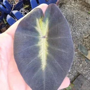 Tropical Storm Elephant Ear Live Plant - Colocasia esculenta - 10 Inches Tall - Green Foliage