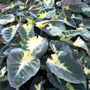 Tropical Storm Elephant Ear Live Plant - Colocasia esculenta - 10 Inches Tall - Green Foliage