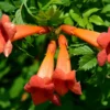 Trumpet Vine Plant - Campsis Radicans - 2.5 inch Pot - Climbing Vine