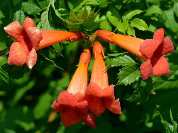 Trumpet Vine Plant - Campsis Radicans - 2.5 inch Pot - Climbing Vine