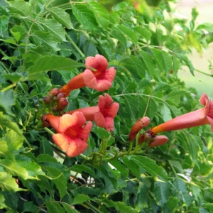 Trumpet Vine Plant - Campsis Radicans - 2.5 inch Pot - Climbing Vine