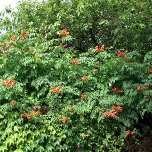 Trumpet Vine Plant - Campsis Radicans - 2.5 inch Pot - Climbing Vine