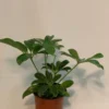 Umbrella Plant Schefflera - 4 Inch Potted Indoor Plant - Easy Care