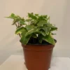 Variegated English Ivy Hedera Helix 4 Inch Potted Plant