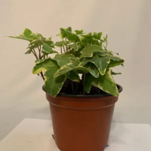 Variegated English Ivy Hedera Helix 4 Inch Potted Plant