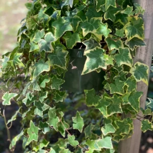 Variegated English Ivy Hedera Helix 4 Inch Potted Plant