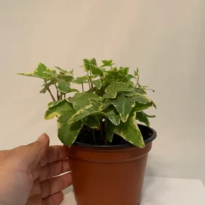 Variegated English Ivy Hedera Helix 4 Inch Potted Plant