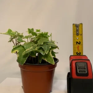 Variegated English Ivy Hedera Helix 4 Inch Potted Plant