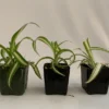 Variegated Spider Plant 3-Pack - 2 Inch - Live Houseplant