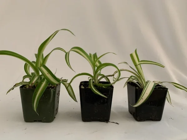 Variegated Spider Plant 3-Pack - 2 Inch - Live Houseplant