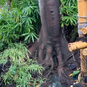 Variegated Spider Plant 3-Pack - 2 Inch - Live Houseplant