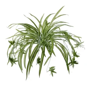 Variegated Spider Plant 3-Pack - 2 Inch - Live Houseplant