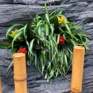 Variegated Spider Plant 3-Pack - 2 Inch - Live Houseplant