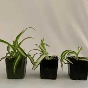 Variegated Spider Plant 3-Pack - 2 Inch - Live Houseplant