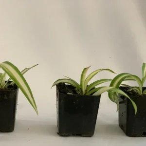 Variegated Spider Plant 3-Pack - 2 Inch - Live Houseplant