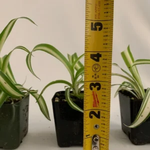 Variegated Spider Plant 3-Pack - 2 Inch - Live Houseplant