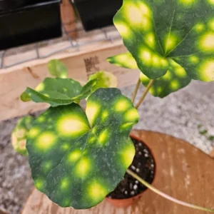 Variegated Tractor Fire Fly Plant - Unique Variegated Variety