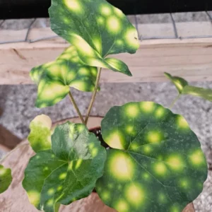 Variegated Tractor Fire Fly Plant - Unique Variegated Variety