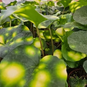 Variegated Tractor Fire Fly Plant - Unique Variegated Variety