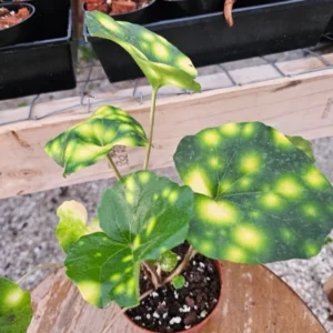 Variegated Tractor Fire Fly Plant - Unique Variegated Variety