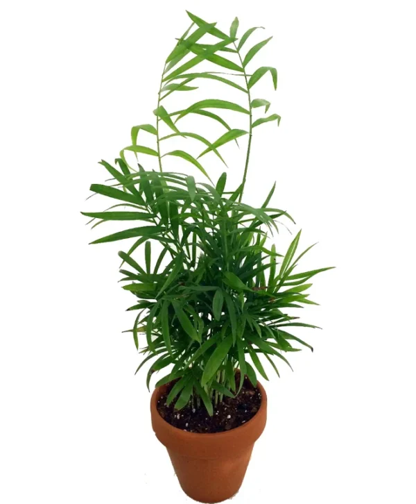Victorian Parlor Palm Chamaedorea Neanthe Bella - 4 inch Potted Plant