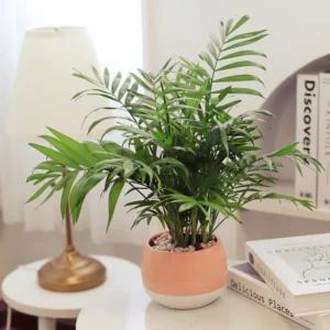 Victorian Parlor Palm Chamaedorea Neanthe Bella - 4 inch Potted Plant