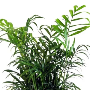 Victorian Parlor Palm Chamaedorea Neanthe Bella - 4 inch Potted Plant
