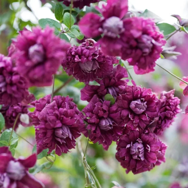 Viticella Purpurea Plena Elegans Clematis Vine - 2.5" Pot - Double Purplish Red Blooms