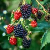 Von Blackberry Plants Set of 2 Live Fruit Bushes Outdoor Garden 4 to 6 Inch
