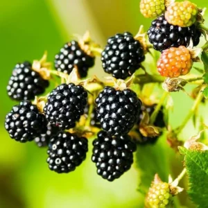 Von Blackberry Plants Set of 2 Live Fruit Bushes Outdoor Garden 4 to 6 Inch